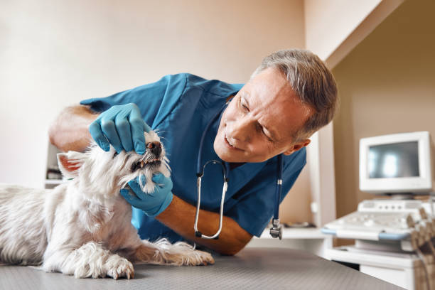 Best Dental Abscess Treatment in Laureles, TX